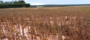 Após prejuízo para soja, entidades cobram melhorias logísticas