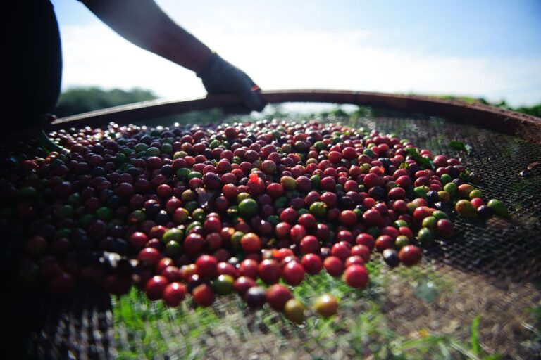 Café arábica atinge preços mais altos em 50 anos na bolsa de NY