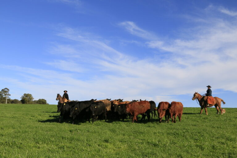 Carne bovina gaúcha ganha estudo inovador que conecta qualidade ao ambiente de criação