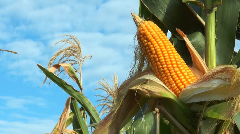 Cenário internacional tende a beneficiar preços do milho no Brasil, aponta plataforma