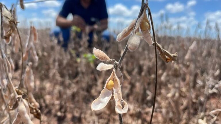 Colheita de soja tem avanço lento em MT