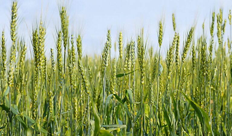 Cultivo de centeio no Brasil ganha zoneamento agrícola de risco climático