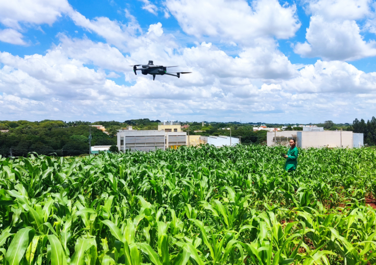 Drones aceleram seleção de milho resistente à seca em estudo brasileiro