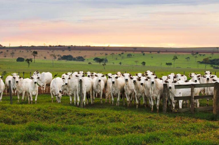 Escore corporal é a chave para alta taxa de fertilidade das vacas na estação de monta; entenda