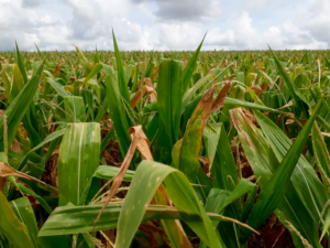 Falta de chuva afeta a produção de soja e perdas já passam dos 60%