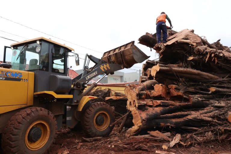 Prefeitura começa remover tronco de seringueira e local da queda será revitalizado