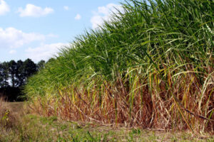 Produção de cana mais limpa: nova lei beneficia o meio ambiente e os produtores