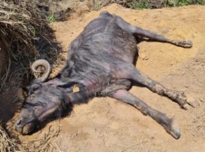 Produtor é condenado por abandonar búfalas em SP; 133 morreram