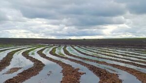 Rio Grande do Sul semeia menos arroz do que o esperado