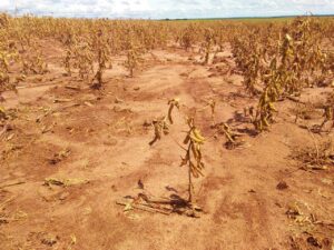 Soja: índice de vegetação das lavouras do Sul anunciam quebra de safra