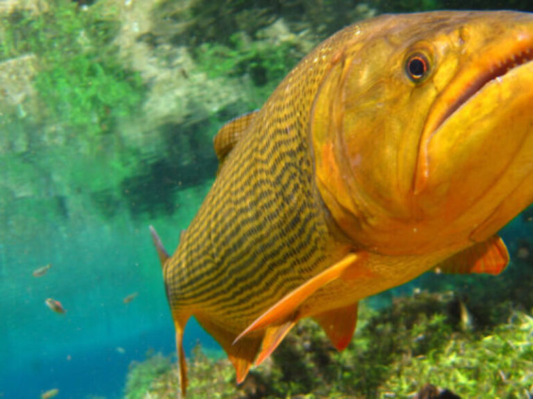 Até 2027: Projeto de Lei quer prorrogar proibição da pesca do Dourado em MS