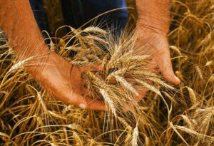 Brasil precisará importar 3 milhões de toneladas de trigo nos próximos 5 meses, diz analista