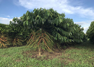 Café robusta amazônico