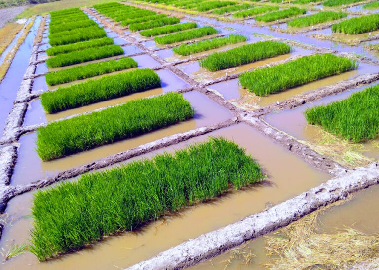 Ciência inova na produção sustentável de arroz, reduzindo impacto ambiental