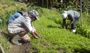 Mulheres agricultoras ganham espaço e serão fornecedoras de merenda escolar