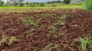 Prefeitura apoia produtores da agricultura familiar no cultivo de hortaliças