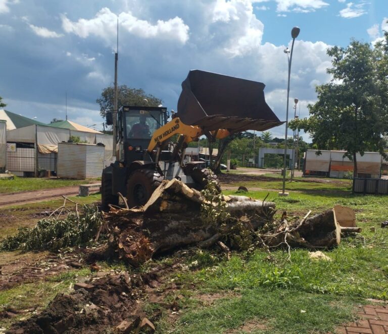 Prefeitura remove árvores no interior da Feira Central e garante segurança