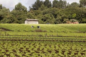 Programa Agroamigo completa 20 anos