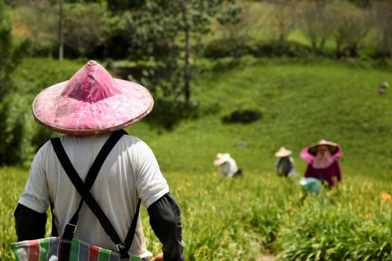 Programa ‘Bem Cultivar’ impulsiona a agricultura familiar no Sul do Brasil