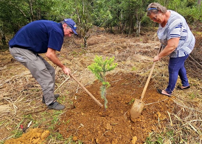 Araucária gigante de 700 anos que tombou em temporal é clonada no Paraná