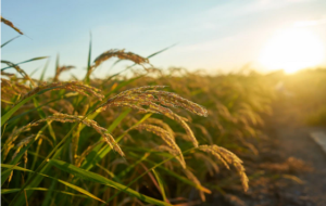 Cientistas desenvolvem arroz ecológico que reduz emissões de metano em até 70%