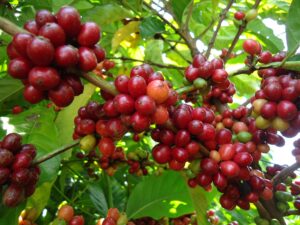 Clima adverso inflaciona o preço do café pelo mundo