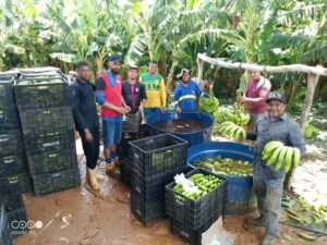 Colheita de banana reforça o potencial da fruticultura