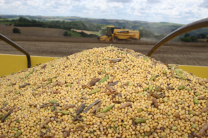 Colheita de soja atinge 90% no Paraná