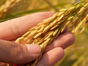 Com queda de 10,6%, preço do arroz cai para o menor nível em 19 meses