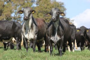 Girolando bate recorde em registros genealógicos e atrai pecuaristas das Américas