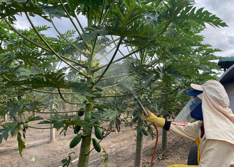 Protetor solar para plantas? Embrapa cria produto para evitar que frutas se queimem