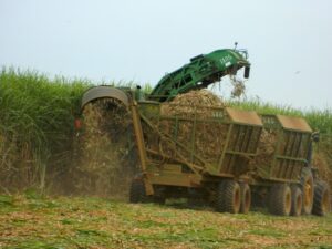 Safra 2025/26: projeções apontam para queda de 1,4% na cana-de-açúcar