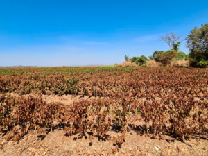 Seca e calor extremo vão afetar safra de café 2025/26