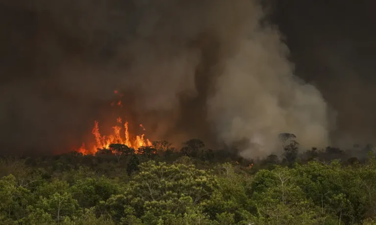 Governo deve desapropriar terras com desmatamento ilegal ou incêndio, diz STF