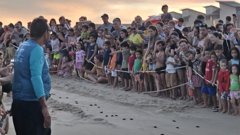 Litoral cearense: um dos maiores berçários de tartarugas marinhas