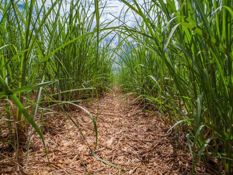 Mesmo com recuo, Minas se consolida como segundo maior produtor de cana do país