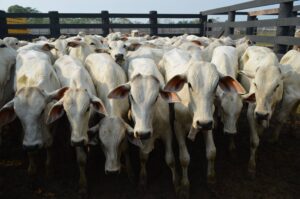 Preços de boi gordo seguem em baixa; confira as cotações no país