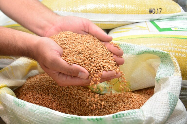 Produtores catarinentes receberão R$ 4 milhões para produção de cereais de inverno