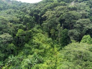 BNDES aprova R$ 77 mi do Fundo Clima para projeto de silvicultura com espécies nativas