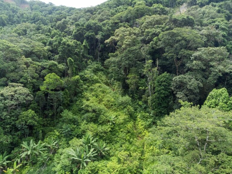 BNDES aprova R$ 77 mi do Fundo Clima para projeto de silvicultura com espécies nativas