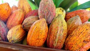 Bahia lidera o cenário agrícola na região Nordeste