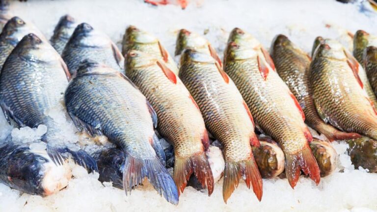 Brasil vai exportar pescados para Austrália