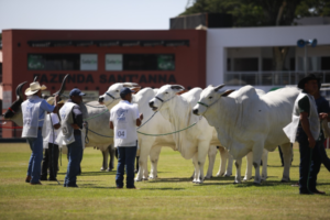 Brazilian Cattle fortalece intercâmbio e abre mercados para a genética bovina brasileira