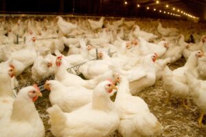 Chile e Uruguai também suspendem compra de frango do Brasil