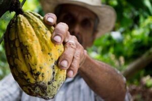 Cresce em 300% o uso de assistente virtual que dá dicas de preço e cultivo de cacau