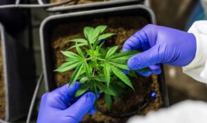 Cultivo de cannabis medicinal pelo agronegócio é destaque em congresso