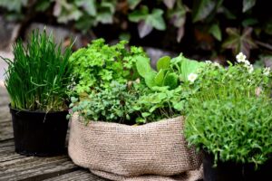 Demanda por plantas aromáticas e medicinais cresce no Brasil