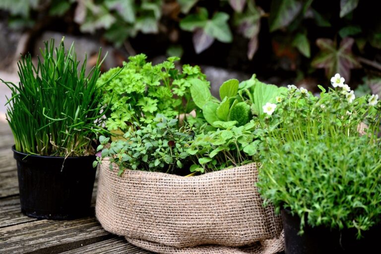 Demanda por plantas aromáticas e medicinais cresce no Brasil