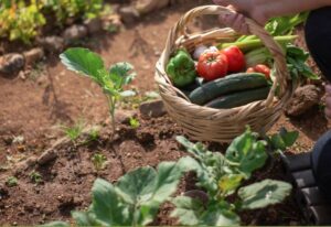 Embrapa destaca que futuro do agro será pautado pela sustentabilidade