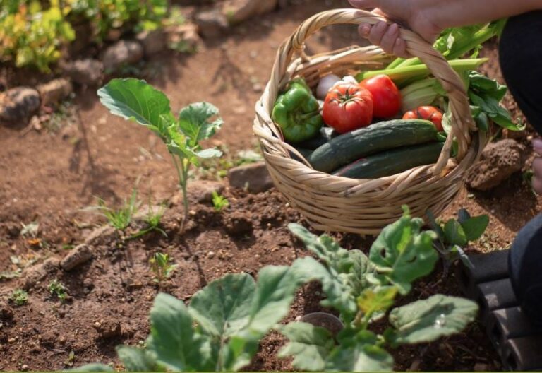 Embrapa destaca que futuro do agro será pautado pela sustentabilidade